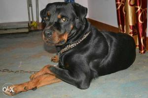 Rottweiler Male available for matting