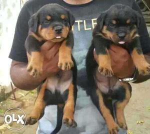 Rottweiler Puppies show qualty avileble in my kennel