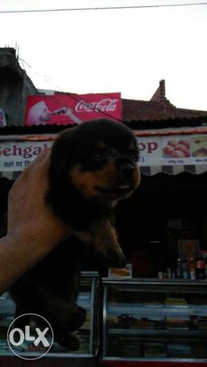 Rottweiler Puppy available