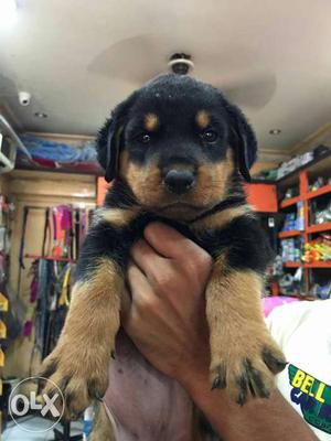 Rottweiler Puppy female for sale
