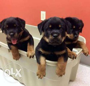 Rottweiler and saint Bernard Puppies available for sell with