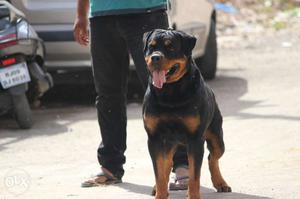 Rottweiler dog for matting k. c. i rajistard not