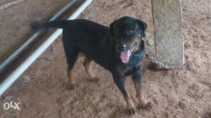 Rottweiler female dog for sale meating with one