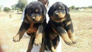Rottweiler for security purposes male 