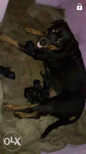 Rottweiler havy bone punch face male  female