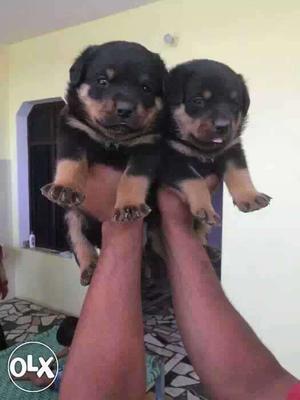 Rottweiler heavy breed good quality available
