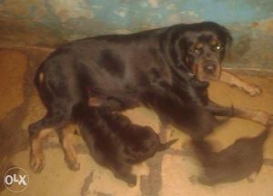 Rottweiler puppies available