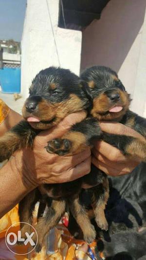 Rottweiler puppies available Female  male
