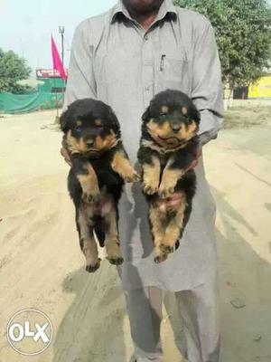 Rottweiler puppies available female 