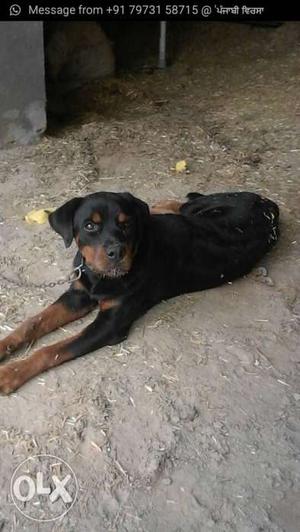 Rottwiller female 7 month di aa