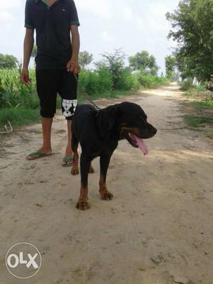 Rotviller dog male sale full pure and healthy