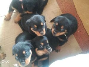 Rotviller puppies for sale