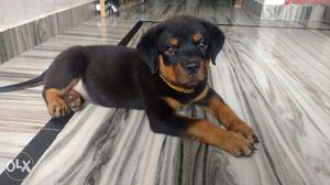 Rotweiler puppies available 