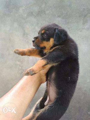 Rotweiler puppies available male 