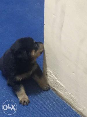 Rotwieler female puppy 24 days old for sale