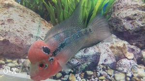 SRD flowerhorn high quality Fish