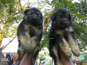 Saini pet lover German shepherd male and female puppy