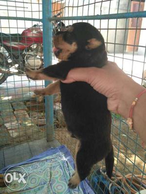 Sale my rottwiler male  female  punch