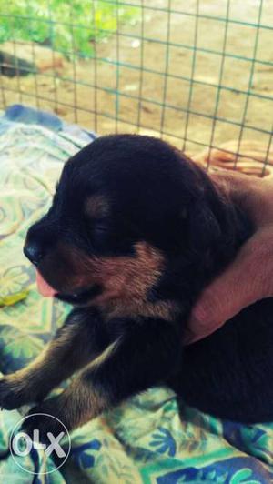 Sale my rottwiler pupy only 16 days old fulll