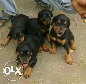 Security purposes Doberman available male 