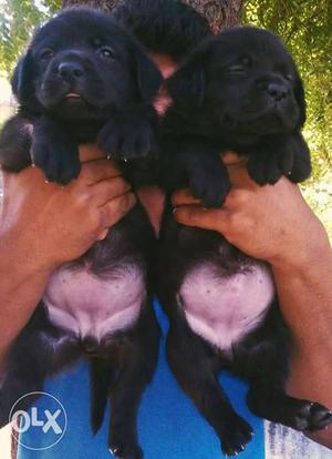 Shine Black Labrador Puppies Available.. Male