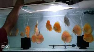 Shoal Of Discus