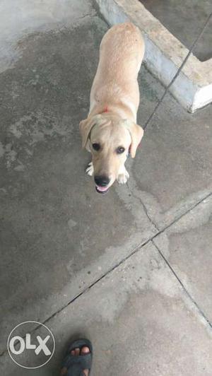 Short-coat Brown labrador Dog