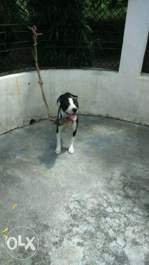 Short-coated Large Black And White Dog