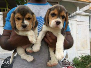 Show Quality Beagle Puppies Available