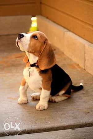 Show. Quality beagle puppies avable pure breed import