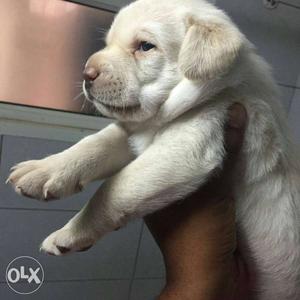 Show line quality puppies available with us