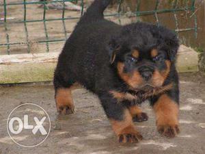 Show quality Rottweiler Puppies Available