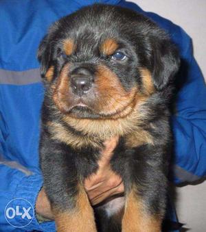 Show quality Rottweiler bull mastiff puppies available for