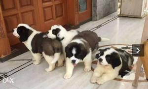 Show quality Saint Bernard puppies for sale