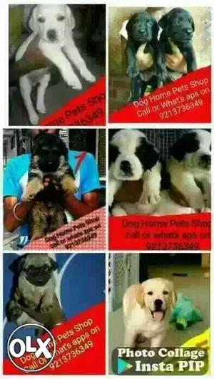 Show quality all breed puppy available