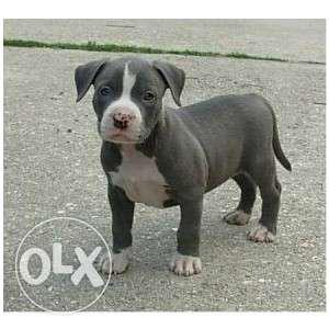 Show quality amrican pitbull male avilable in sweet kennel