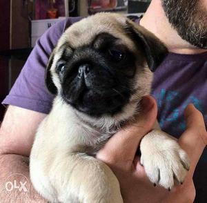 Show quality pug. Puppies available pure breed