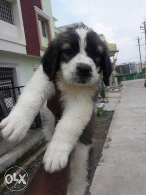 Show quality st.Barnard female puppy available