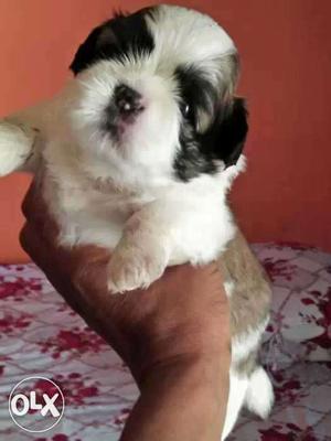 Sidhu female puppy available