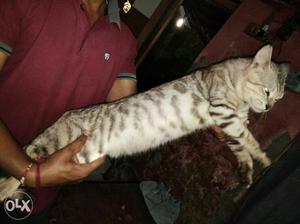 Silver Bengal cat male for sale
