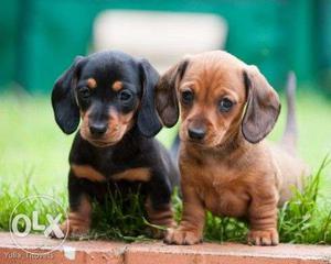 Small breed dachshund pups available