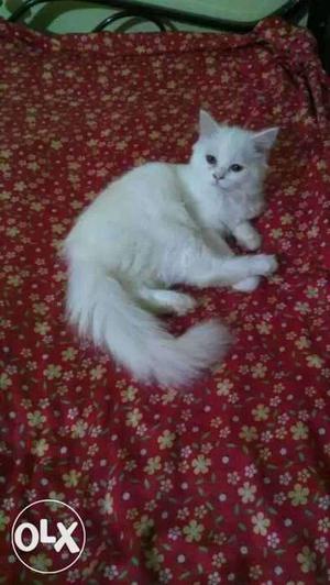 Snow White 5 month Old, healthy Male persian