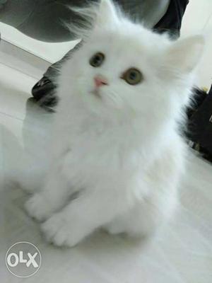 Snow white persian available