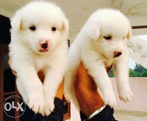 Spitz pom nd other all breeds puppies available