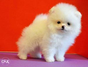 Spitz pomerian puppies. available pure breed