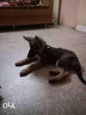 Standard German Shepherd Puppy with 100%original born double