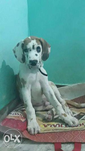 Super exordinary colour Great Dane male Puppy