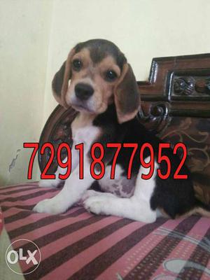 Super quality Beaglepups available