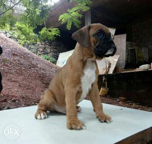 Superb quality boxer puppies available daughter