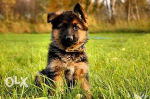 Superb quality gsd puppies sale with guranty